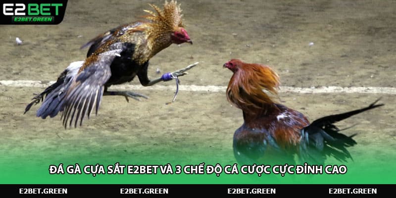 da-ga-cua-sat-e2bet-va-3-che-do-ca-cuoc-cuc-dinh-cao